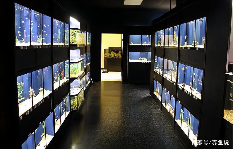 多縣水族店【縣城水族館創(chuàng)業(yè)實(shí)戰(zhàn)解析加盟星打破傳統(tǒng)水族店經(jīng)營模式】