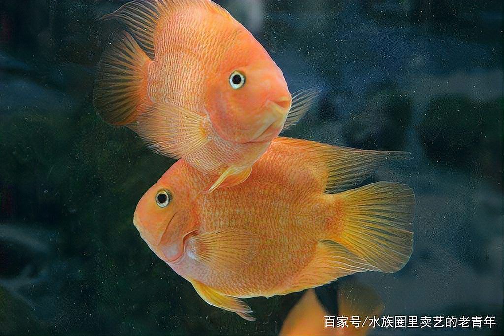 多縣水族店【縣城水族館創(chuàng)業(yè)實(shí)戰(zhàn)解析加盟星打破傳統(tǒng)水族店經(jīng)營模式】