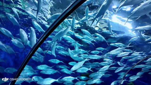 孿井灘水族店【內蒙古孿井灘水族店】