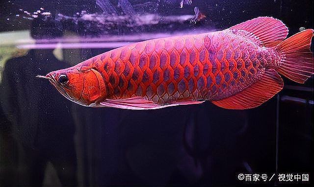 瑰寶龍和血紅龍哪個更稀有？【《明日之后》關于龍魚的一些問題】