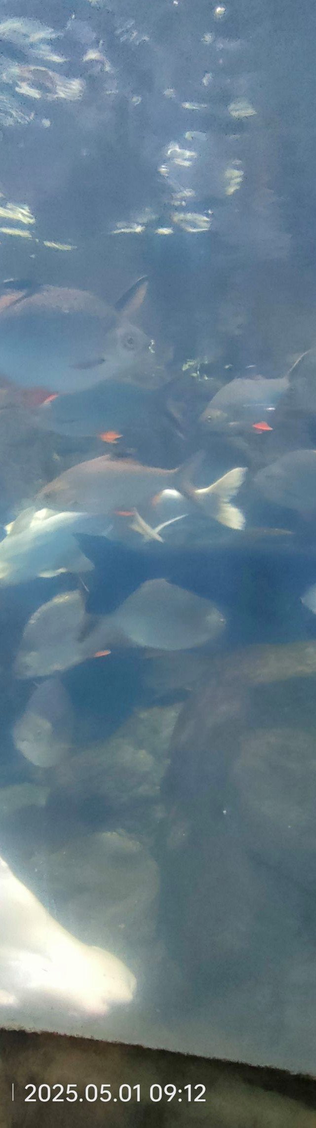 宜賓縣水族店【宜賓縣柏溪鎮(zhèn)水晶水族館哪家口碑最好宜賓縣水族館推薦】