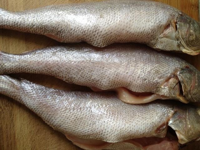 鮸魚讀suo還是huo【“鮸魚”的正確讀音】