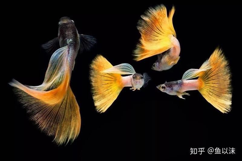 孔雀魚論壇【“孔雀魚論壇”是一個專注于孔雀魚與交流的綜合性平臺】