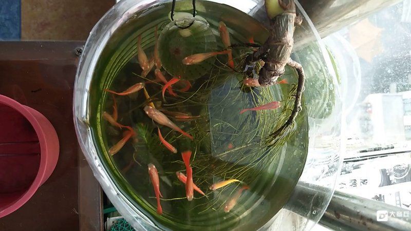 孔雀魚論壇【“孔雀魚論壇”是一個專注于孔雀魚與交流的綜合性平臺】