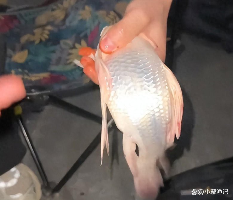 神仙魚多少元一只【神仙魚市場價格全解析：神仙魚市場價格全解析】