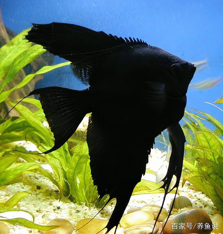 神仙魚多少元一只【神仙魚市場價格全解析：神仙魚市場價格全解析】
