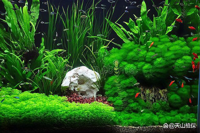 神仙魚多少元一只【神仙魚市場價格全解析：神仙魚市場價格全解析】