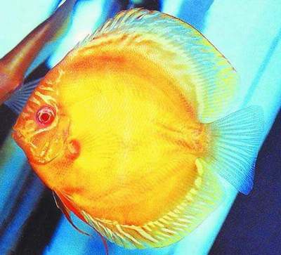 神仙魚多少元一只【神仙魚市場價格全解析：神仙魚市場價格全解析】