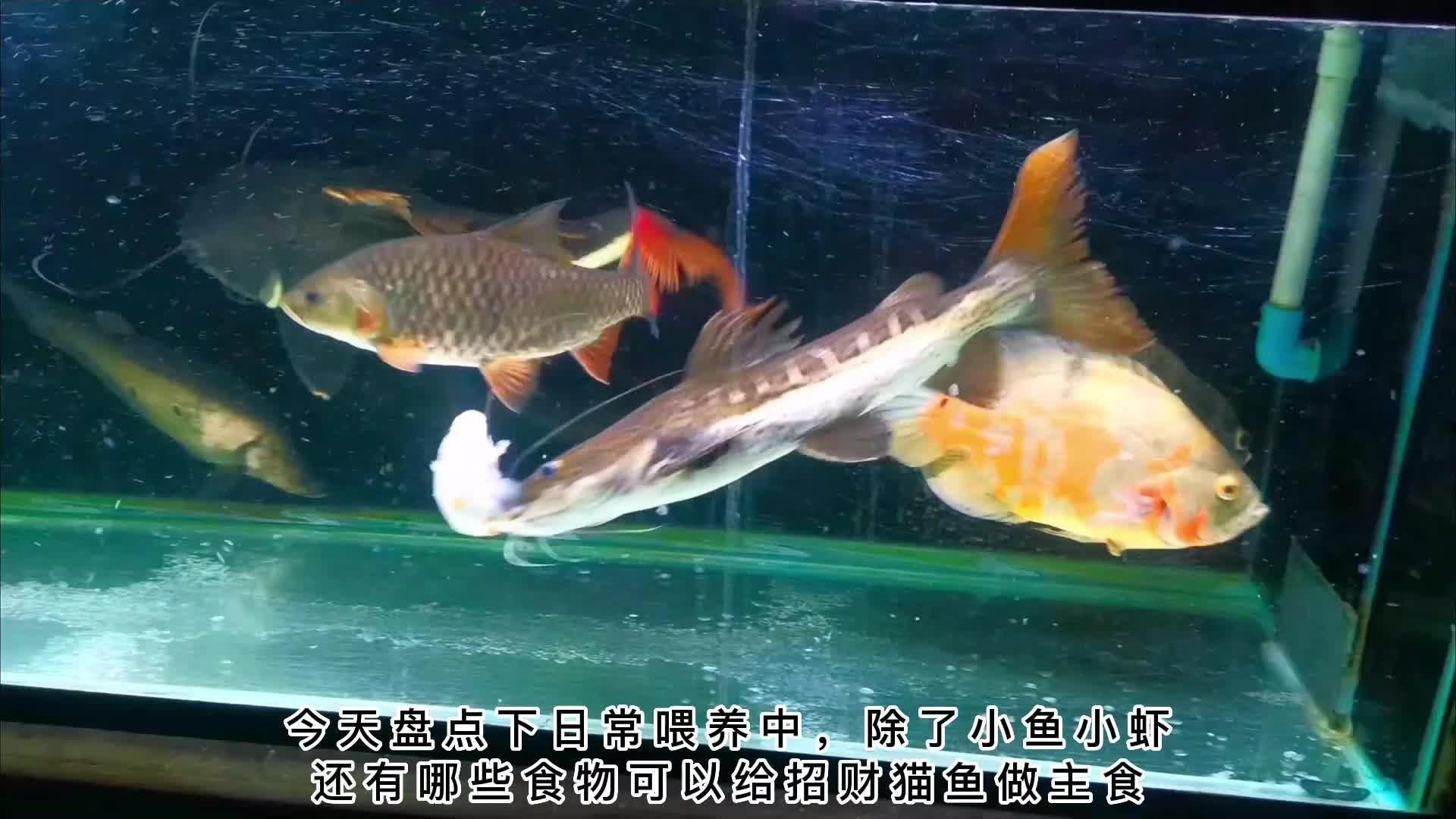 貓魚吃什么樣的食物【招財貓魚吃什么】 貓魚吃什么樣的食物【招財貓魚吃什么】 龍魚百科 第3張