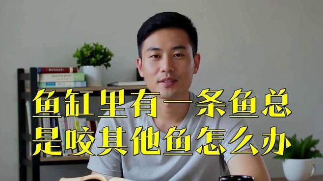 瑪麗球魚為什么老是追著魚咬【瑪麗球魚老是追著其他魚咬現(xiàn)象可能由多重因素導(dǎo)致】
