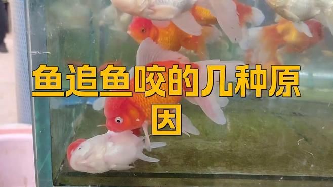 瑪麗球魚為什么老是追著魚咬【瑪麗球魚老是追著其他魚咬現(xiàn)象可能由多重因素導(dǎo)致】
