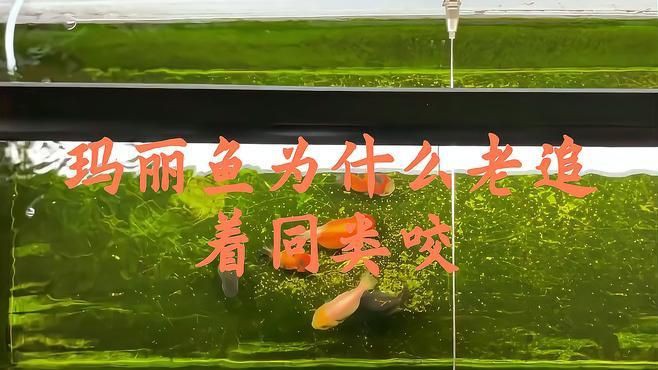 瑪麗球魚為什么老是追著魚咬【瑪麗球魚老是追著其他魚咬現(xiàn)象可能由多重因素導(dǎo)致】