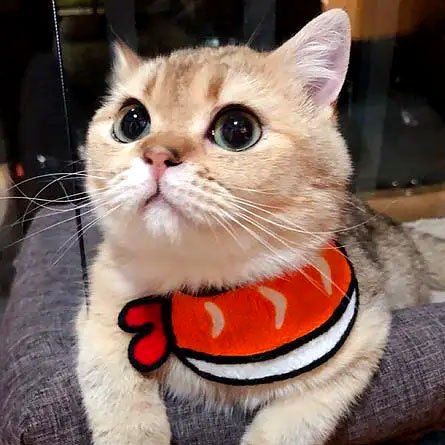 魚缸下甲硝唑的正確方法【甲硝唑的使用與注意事項】