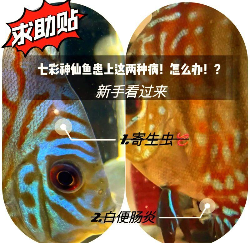 魚缸下甲硝唑的正確方法【甲硝唑的使用與注意事項】