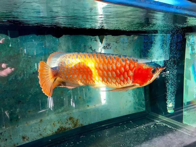 哪些藥物對龍魚安全？，《哪些藥物對龍魚安全？》