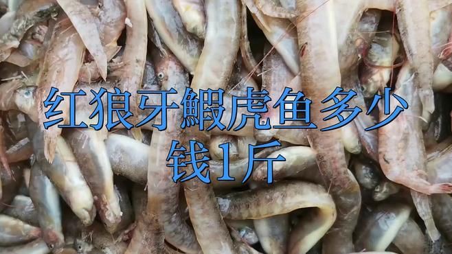 狼牙蝦虎魚多少錢一斤【狼牙蝦虎魚多少錢一斤墨韻書瀾蝦虎魚多少錢一斤墨韻書瀾】