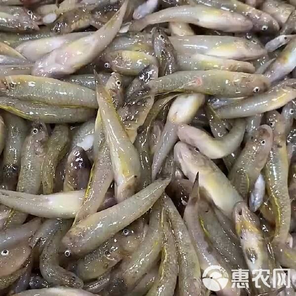 狼牙蝦虎魚多少錢一斤【狼牙蝦虎魚多少錢一斤墨韻書瀾蝦虎魚多少錢一斤墨韻書瀾】