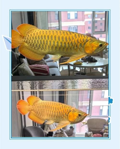 最漂亮的金龍魚圖片【水下世界的驚艷之美，金龍魚和紅尾金龍魚最具收藏價值】