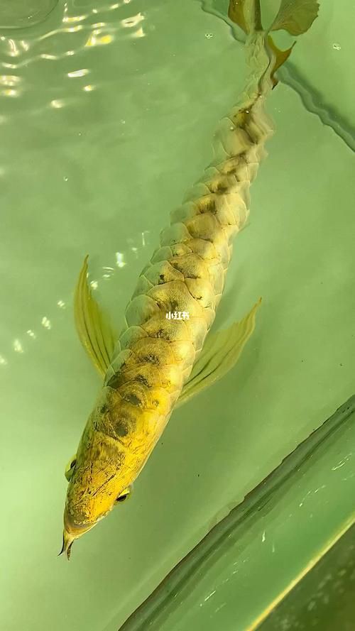 最漂亮的金龍魚圖片【水下世界的驚艷之美，金龍魚和紅尾金龍魚最具收藏價值】