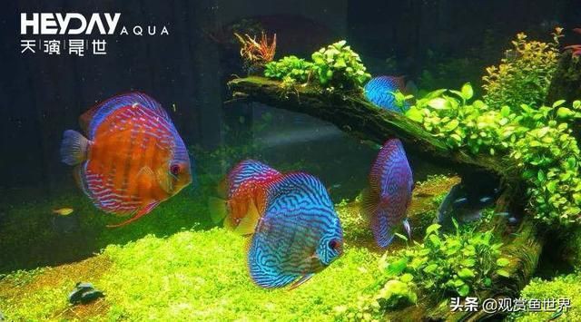 家彩和野彩的區別【《家彩和野彩亞馬遜生態標本領域》家彩與野彩的區別】