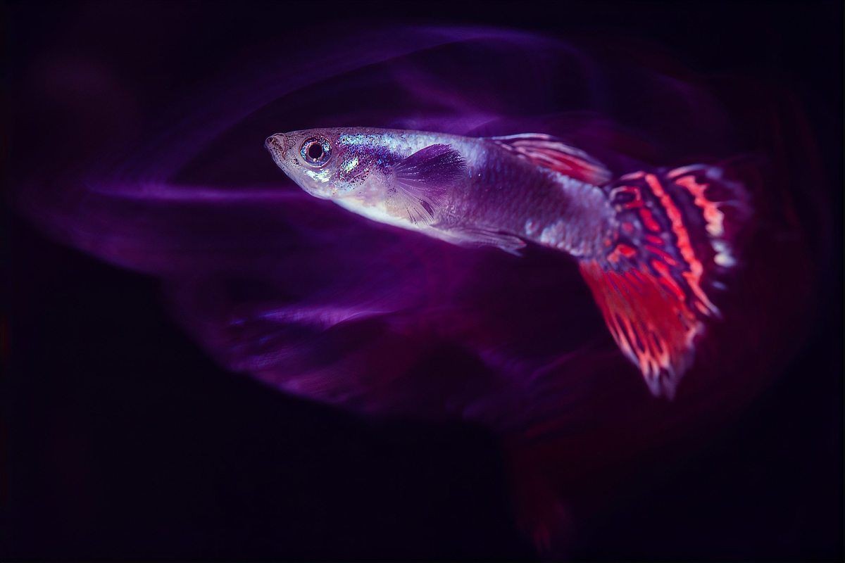 孔雀魚像瘋了一樣快速游【《孔雀魚像瘋了一樣快速游》】