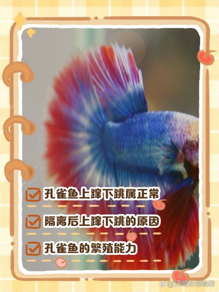 孔雀魚像瘋了一樣快速游【《孔雀魚像瘋了一樣快速游》】