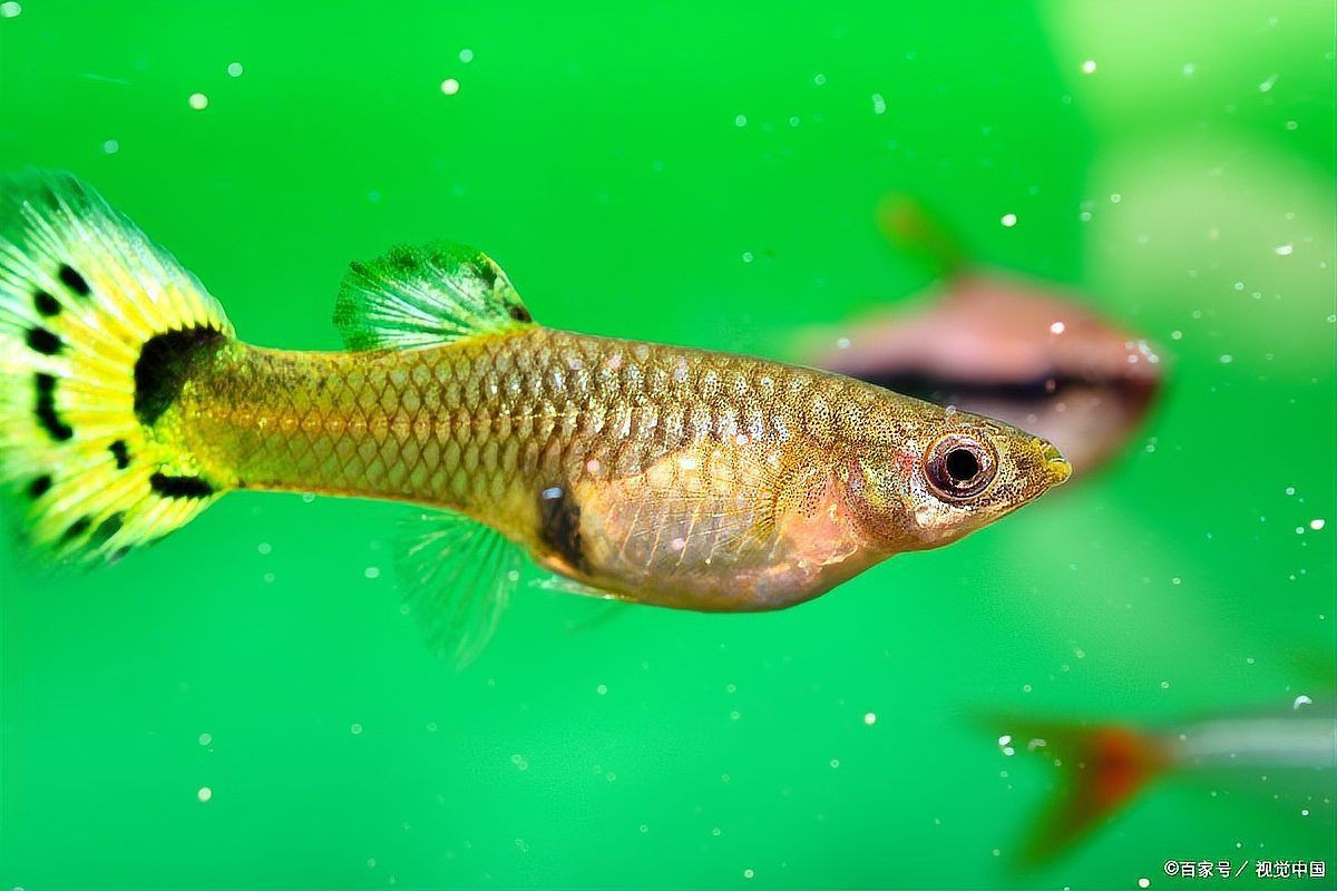 孔雀魚像瘋了一樣快速游【《孔雀魚像瘋了一樣快速游》】