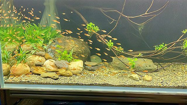 孔雀魚像瘋了一樣快速游【《孔雀魚像瘋了一樣快速游》】