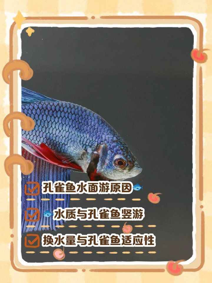 孔雀魚像瘋了一樣快速游【《孔雀魚像瘋了一樣快速游》】