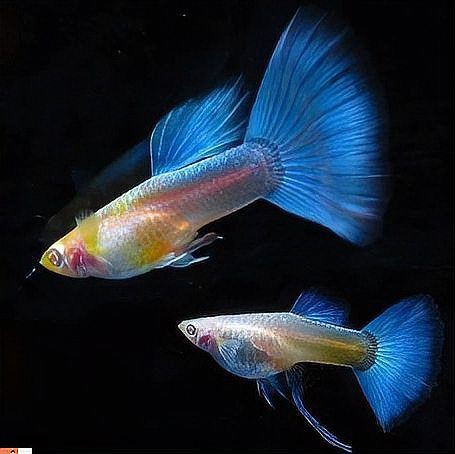孔雀魚像瘋了一樣快速游【《孔雀魚像瘋了一樣快速游》】