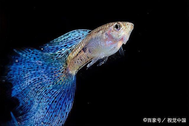 孔雀魚像瘋了一樣快速游【《孔雀魚像瘋了一樣快速游》】