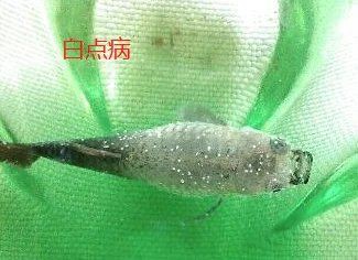 孔雀魚像瘋了一樣快速游【《孔雀魚像瘋了一樣快速游》】