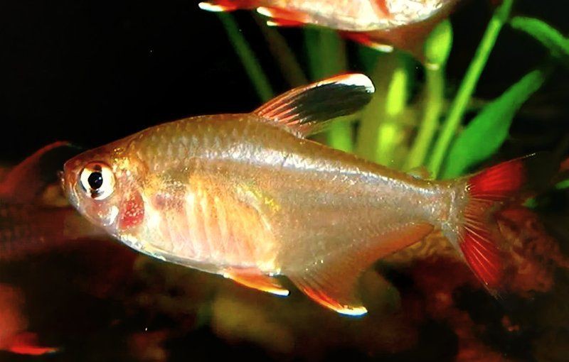 玫瑰扯旗魚和紅大勾哪個好養【玫瑰扯旗魚和紅大勾和玫瑰扯旗魚的飼養指南-】