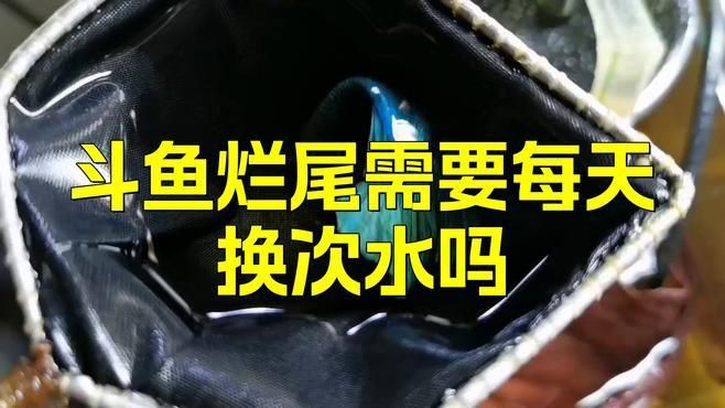爛尾期間需要換水嗎？【斗魚爛尾需要每天換次水嗎】多久換水水霉怎么辦】