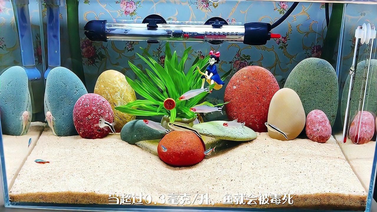 濾材魚缸過濾【新手養魚避坑指南之濾材嗶哩嗶哩嗶哩嗶哩嗶哩】