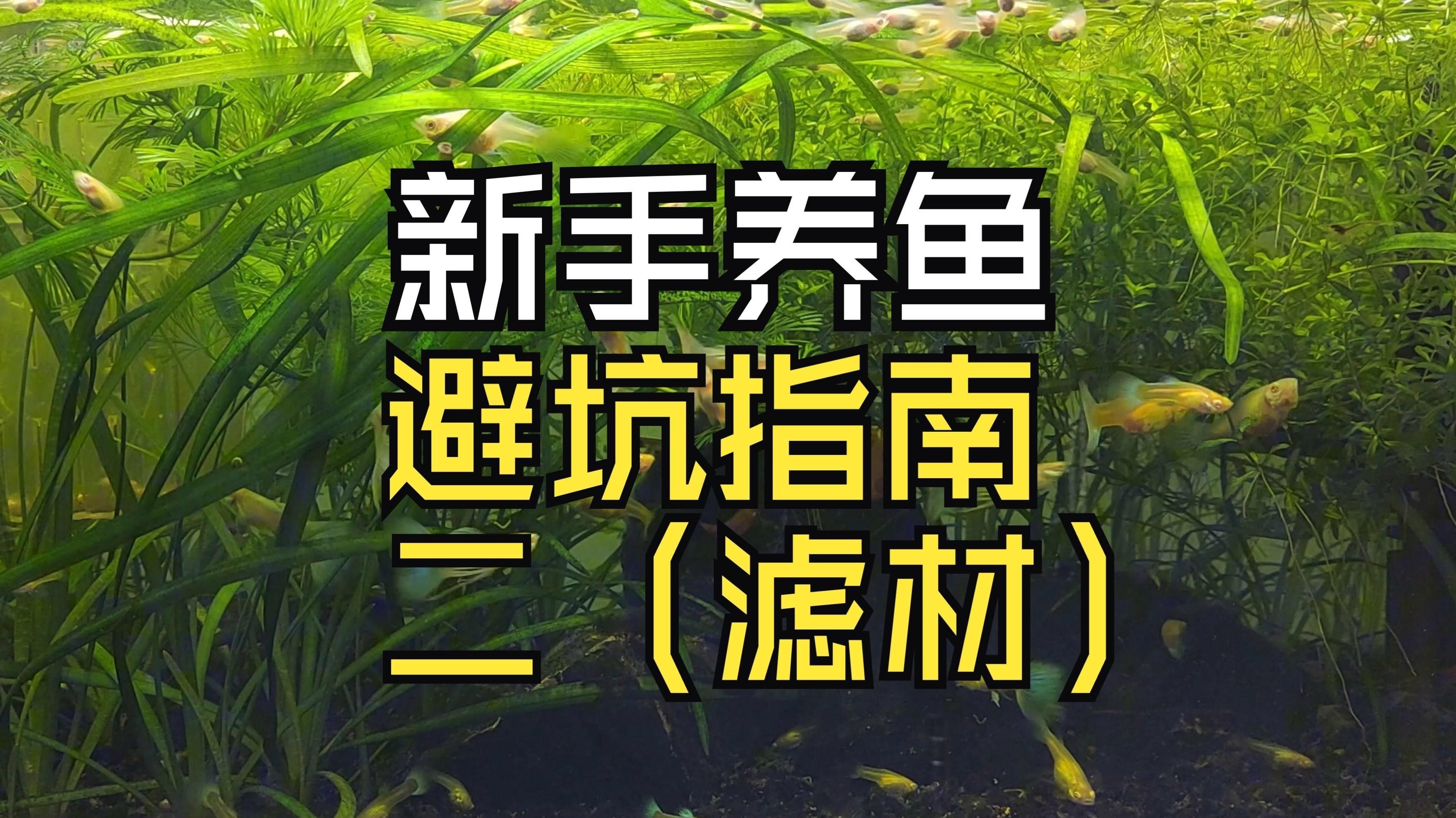 濾材魚缸過濾【新手養魚避坑指南之濾材嗶哩嗶哩嗶哩嗶哩嗶哩】