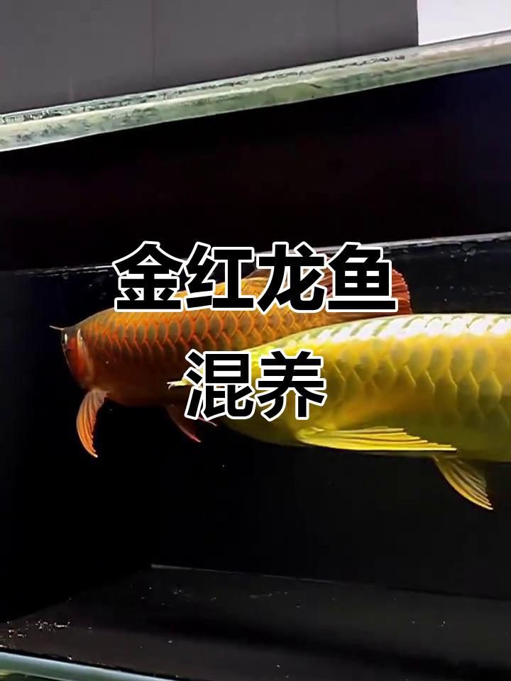 有哪些成功的紅龍魚混養案例【成功的紅龍魚混養成功案例及搭配技巧及搭配技巧】