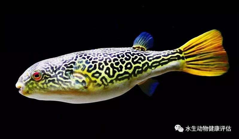什么品種狗頭魚最大【皇冠狗頭魚——淡水河豚品種最大的品種】