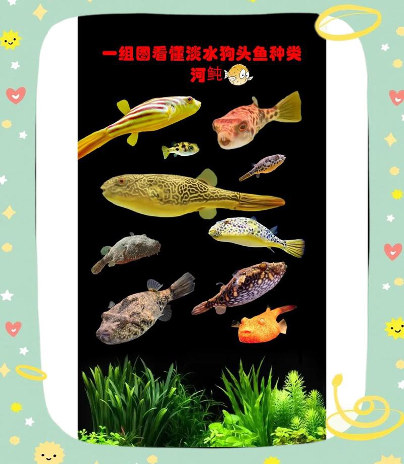 什么品種狗頭魚最大【皇冠狗頭魚——淡水河豚品種最大的品種】