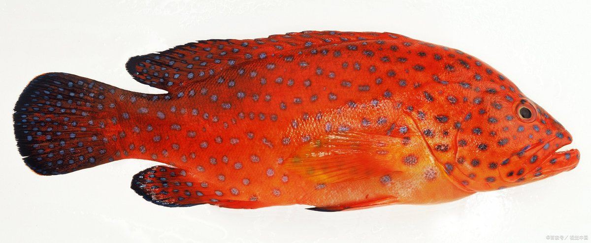 紅寶石魚家里養吉利嗎【紅寶石魚的價格是多少】