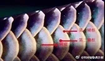如何區(qū)分龍魚的錯鱗和亂鱗？【《如何區(qū)分龍魚的錯鱗和亂鱗》】