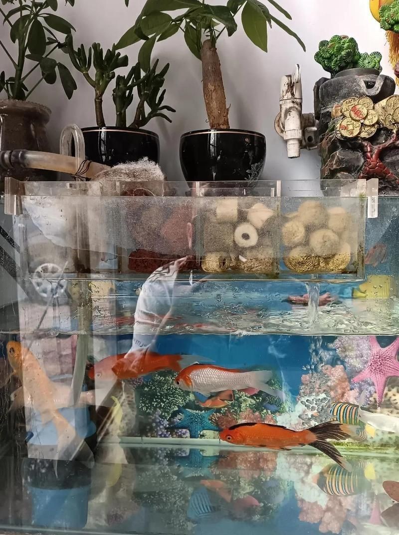 屬龍的養(yǎng)幾條魚(yú)好運(yùn)來(lái)【《屬龍的養(yǎng)幾條魚(yú)好運(yùn)來(lái)》養(yǎng)魚(yú)數(shù)量與寓意)】