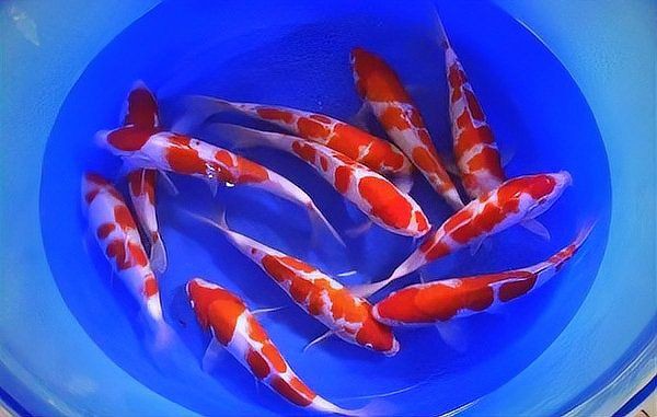 屬龍的養(yǎng)幾條魚(yú)好運(yùn)來(lái)【《屬龍的養(yǎng)幾條魚(yú)好運(yùn)來(lái)》養(yǎng)魚(yú)數(shù)量與寓意)】