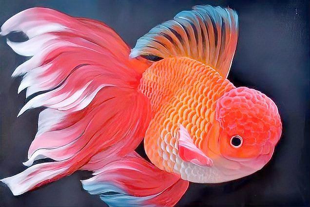 屬龍的養(yǎng)幾條魚(yú)好運(yùn)來(lái)【《屬龍的養(yǎng)幾條魚(yú)好運(yùn)來(lái)》養(yǎng)魚(yú)數(shù)量與寓意)】