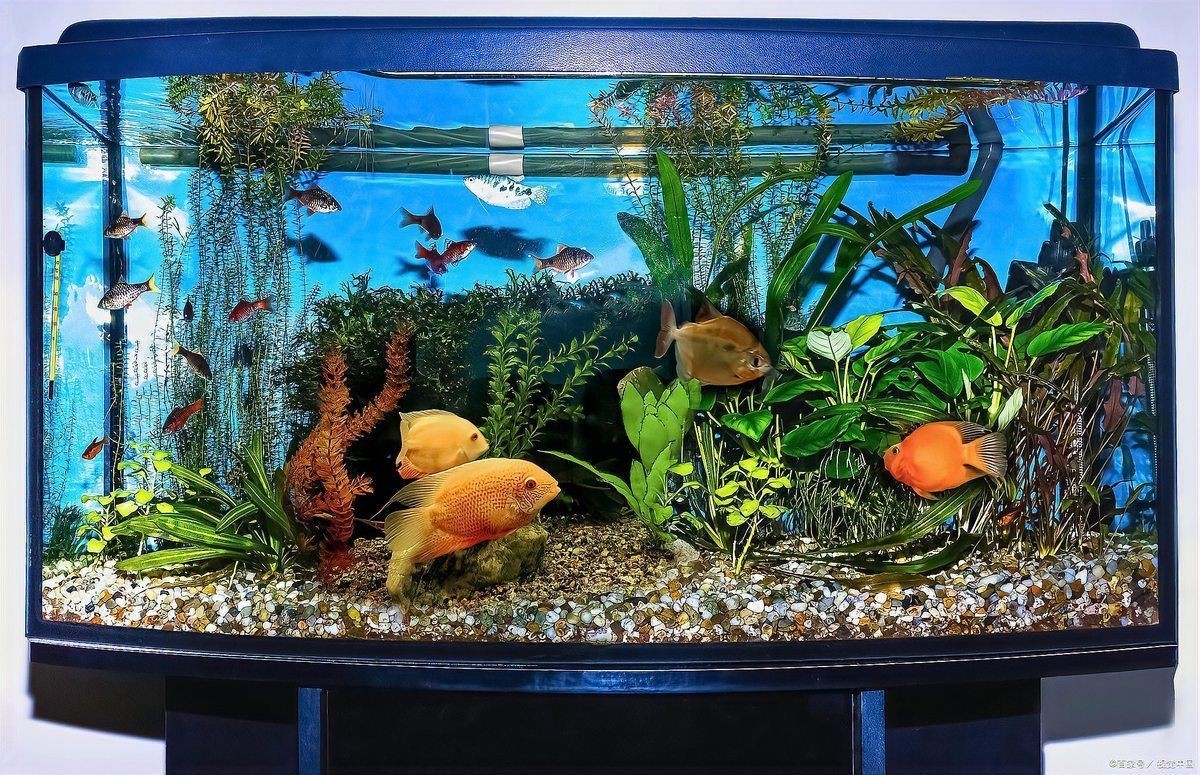 屬龍的養(yǎng)幾條魚(yú)好運(yùn)來(lái)【《屬龍的養(yǎng)幾條魚(yú)好運(yùn)來(lái)》養(yǎng)魚(yú)數(shù)量與寓意)】