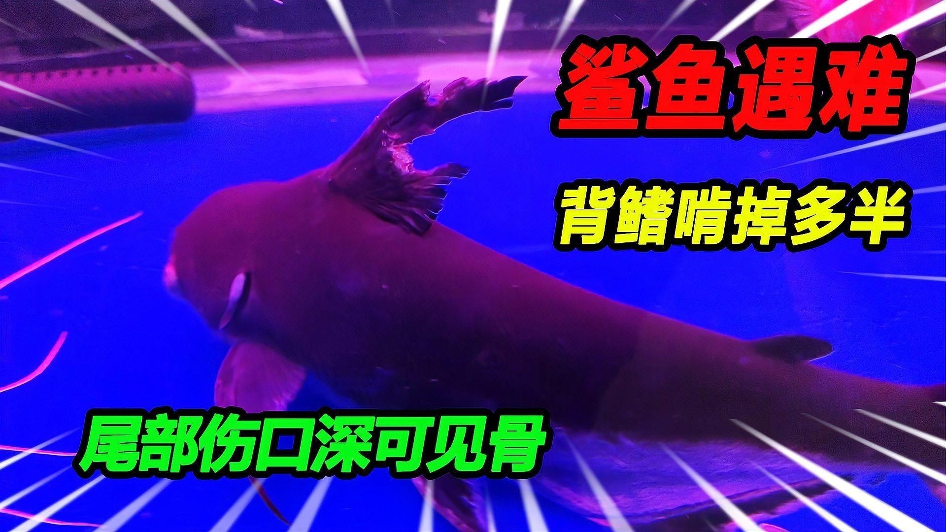 魚鰭充血如何快速治療？【《魚鰭充血快速治療方法摘要》】