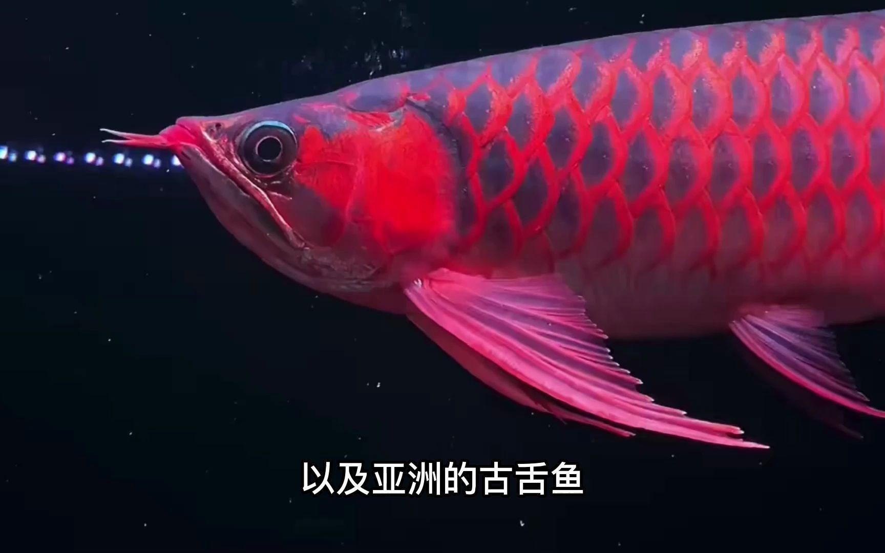 恐龍時代的魚類【5種恐龍時代的觀賞魚，龍魚知名度很高】