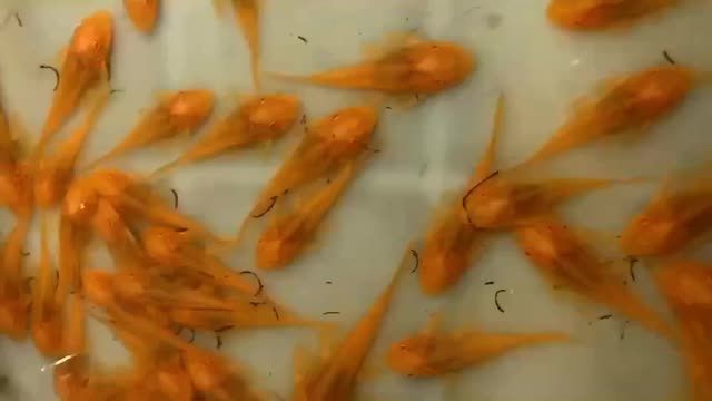 泗水龍魚貴還是金龍魚貴【泗水龍魚與金龍魚價格差異】