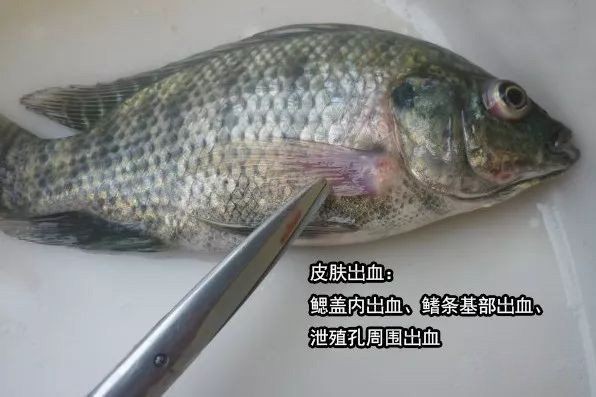 爛鰓病會傳染其他魚嗎？【魚爛身會傳染嗎】