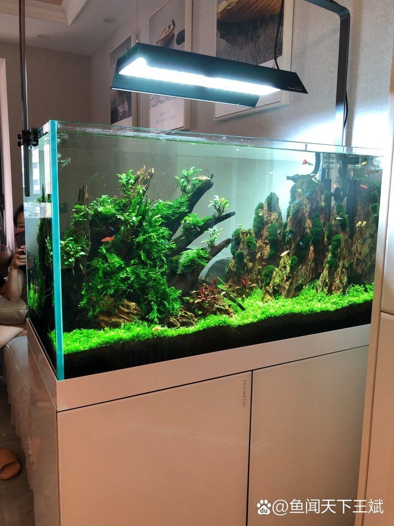 錫林郭勒盟水族店【錫林郭勒盟水族店綜合信息整理，水族觀賞魚店仍有前景嗎】